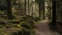Ma Foret