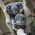 Maman Koala Et Son Bébé