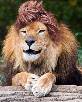 06 11 2024 Coiffure De Lion