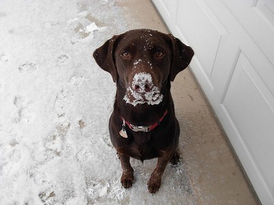 16 12 2024 Chien De Neige