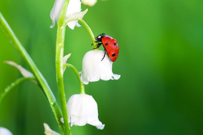 01 05 2025 Muguet Et Coccinelle