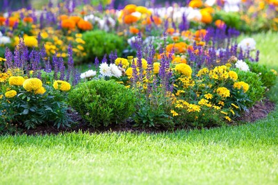 11 06 2025 Fleurs