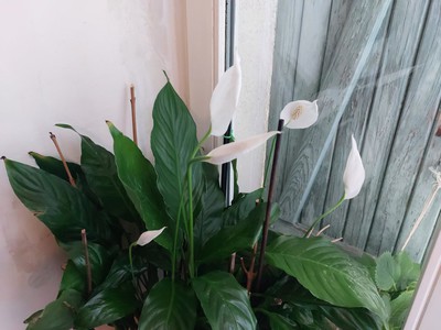 01 07 2025 Spathiphyllum