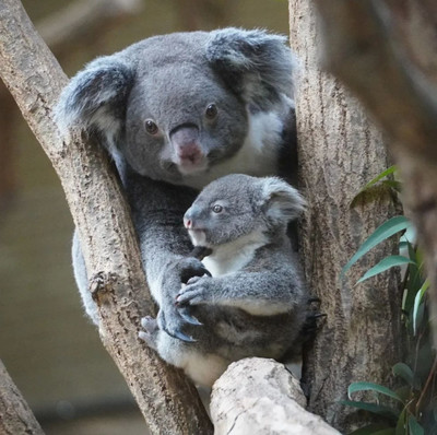 05 09 2025 Maman Koala Et Son Bébé