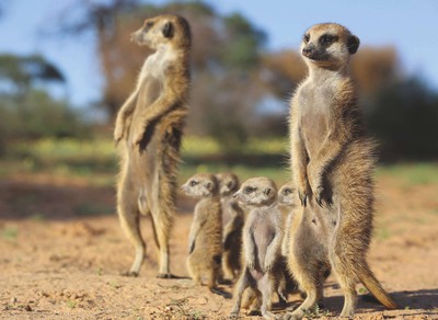08 09 2025 Meerkats