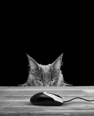 25 09 2025 Chat Et Souris
