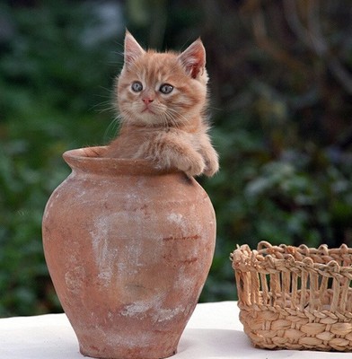02 10 2025 Chaton En Pot