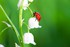 01 05 2025 Muguet Et Coccinelle