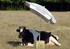 Vache A L'Ombre