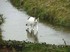 Le Chat De Jesus