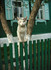 Il Est Triste Le Minou ?