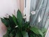 Spathiphyllum De Chez Moi