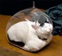 Un Chat Dort N'Importe Où