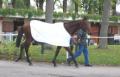 à l'hippodrome de saint-cloud