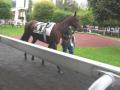 à l'hippodrome de saint-cloud