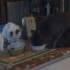 Mes amours à 4 pattes.