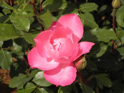 rosebassin