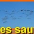 les oies sauvages-la migration