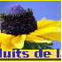 Les produits de la ruche.