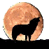 C'EST LA PLEINE LUNE.