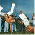 Journée Mondiale  du Capoeiri