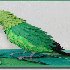 des oiseaux multicolores en pa
