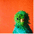 des oiseaux multicolores en pa