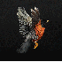 des oiseaux multicolores en pa