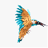 des oiseaux multicolores en pa