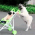 Ces animaux qui se moquent de 