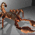Le signe du Scorpion .