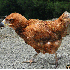 Nouvelles espèces d’animaux