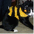 Des chats victimes de passions