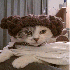 Des chats victimes de passions