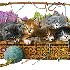 Des chats victimes de passions