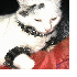 Des chats victimes de passions