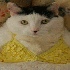Des chats victimes de passions
