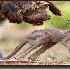 Ces animaux ont un grand coeur