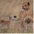 Ces animaux ont un grand coeur