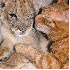 Ces animaux ont un grand coeur