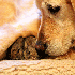 Ces animaux ont un grand coeur
