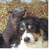 Ces animaux ont un grand coeur
