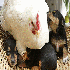 Ces animaux ont un grand coeur