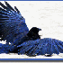 Corbeau au plumage bleu.
