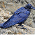 Corbeau au plumage bleu.