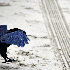 Corbeau au plumage bleu.