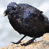 Corbeau au plumage bleu.