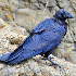 Corbeau au plumage bleu.