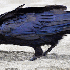 Corbeau au plumage bleu.