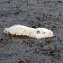 Animaux albinos.
